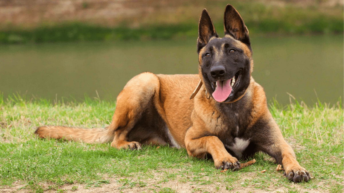 Army To Get Belgian Malinois Dog Breed That Helped In Osama Raid